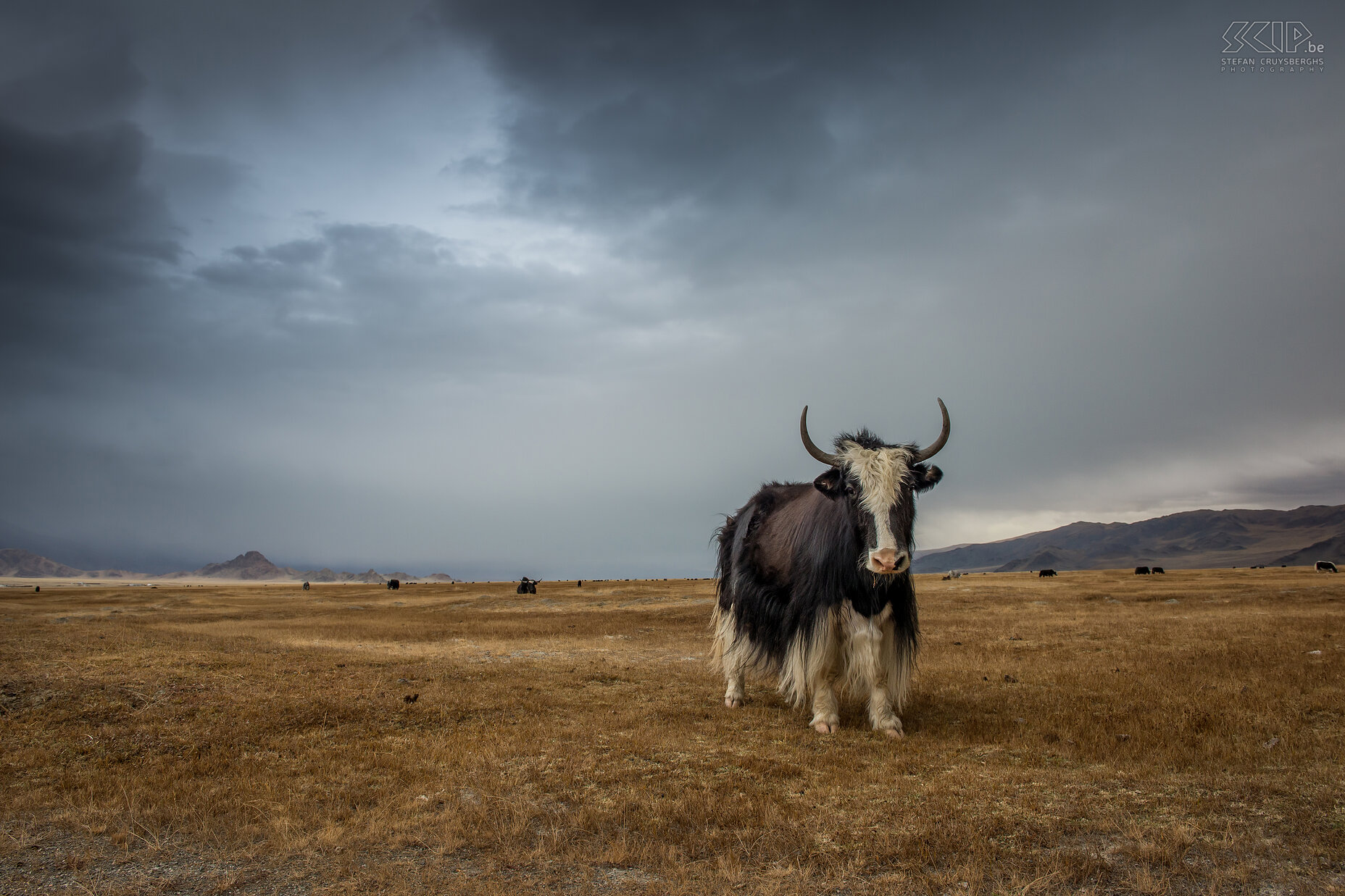 Altai - Jak Tamme jaks of bromrunderen (Bos grunniens) hebben een lange vacht en kunnen goed tegen de koude. De mannetjes kunnen hoorns hebben van 50 tot 100cm breed en tot 400kg wegen. Stefan Cruysberghs